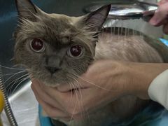 -福懋动物医院·犬猫全科·外科·重症科(杏林分院)