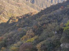 -大岭沟猕猴桃谷风景区
