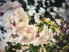 -天适樱花悠乐园