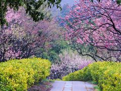 -梅花山(明孝陵内)