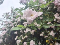 -龙潭水乡