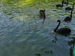 -广东茂名森林公园