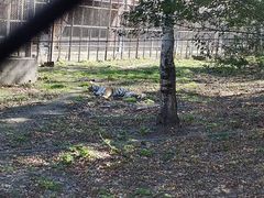 -哈尔滨北方森林动物园