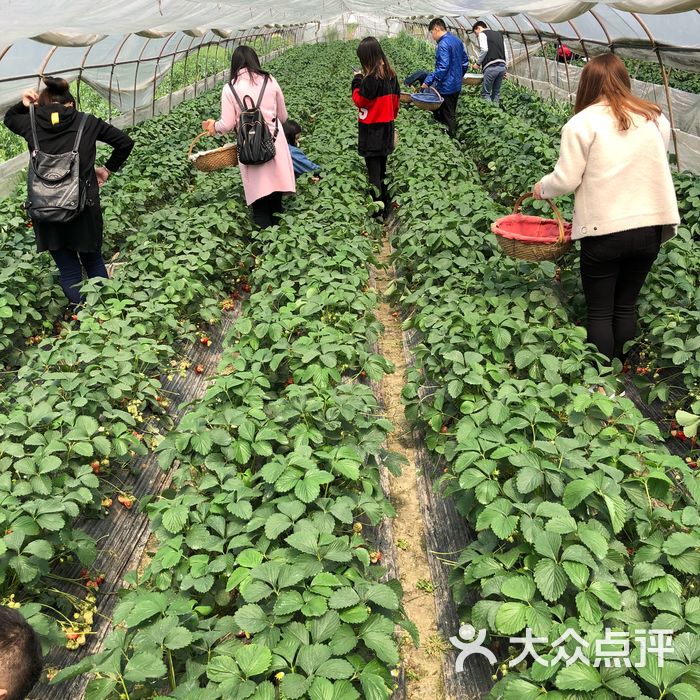 青浦采草莓天天草莓园图片-北京采摘/农家乐-大众点评网