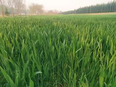 -汉长安城未央宫国家考古遗址公园