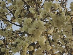 -古柏渡飞黄旅游区