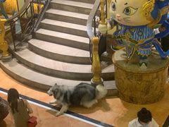 -more than meow吴止猫主题餐厅(承德 中船汇店)