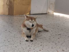 -柴务处·柴犬主题狗咖