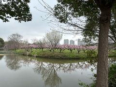 -南汇桃花村