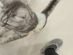 -共舞时光猫咖·狗咖(新街口店)