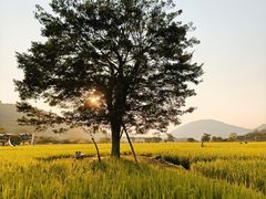 -艾米稻香小镇