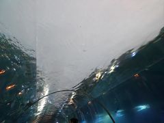 -海棠湾洲际-涛·海底餐厅·美人鱼·自助餐·海底隧道