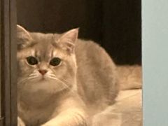 -欣宠猫屋·矮脚拿破仑·蓝金金渐层