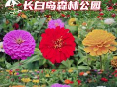 -长白岛森林公园