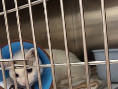 -瑞派康怡24h宠物医院·犬猫医疗中心·微创绝育(瑞景分院)