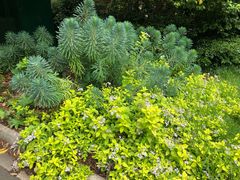 -墨尔本皇家植物园