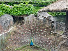 -上海野生动物园