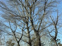 -野鸭湖国家湿地公园