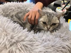 -猫小院猫主题咖啡厅(北锣店)