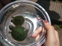 -重庆彩云湖湿地公园