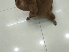 -酷狗靓猫宠物·洗护·美容·寄养(航北路店)