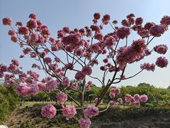 -广州莲花山旅游区