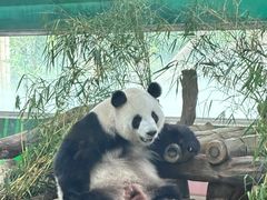 -广州动物园