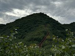 -大岭沟猕猴桃谷风景区