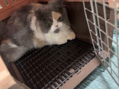 -佳雯宠物医院·皮肤科·内外科(春晓路分院)