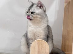 -有喵·猫咖·狗咖·40+猫狗有小奶狗(岗厦店)