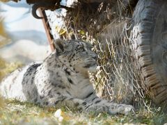 -青藏高原野生动物园
