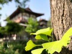 -西安青龙寺遗址景区