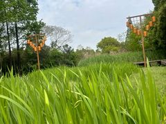 -长田漾湿地公园