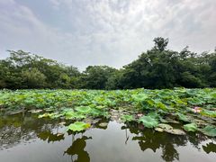 -西溪国家湿地公园