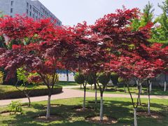 -黑石礁公园