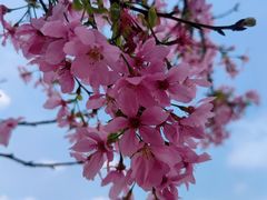 -天适樱花悠乐园