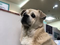 -美联众合动物医院·24h转诊中心