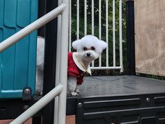 -瑞派名望志远动物医院·猫科·內科·异宠专科(直港大道店)