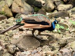-镇江市南山风景名胜区竹林景区