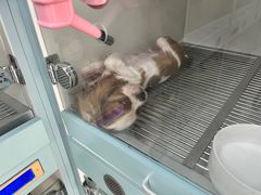 -萌宠之家·腊肠犬·马尔泰·小体犬舍