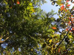 -深圳国际园林花卉博览园