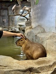 -Zoolung Zoolung动物主题公园(海信广场店)