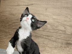 -小猫来了·猫舍(红山六九七九店)