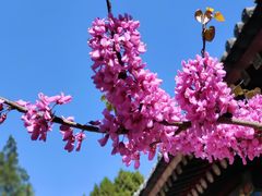 -西安市广仁寺