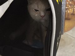 -安安宠医宠物医院·异宠·犬猫内科(岳阳分院)