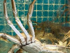 -金贝壳海鲜加工坊(田和活鲜水产市场店)