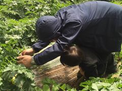 -小慧大桃观光采摘园