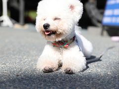 -瑞派康怡24h宠物医院·犬猫医疗中心·微创绝育(瑞景分院)