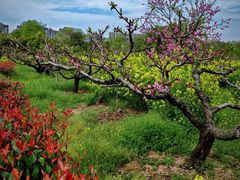 -南汇桃花村