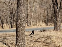 -野鸭湖国家湿地公园
